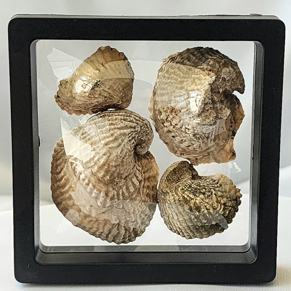 Late Cretaceous Period Extinct Clam Shell Display Specimen Authentic North MS